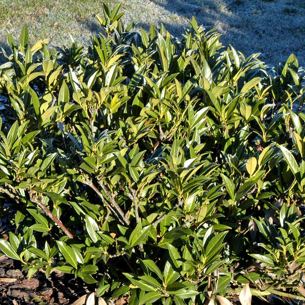 Artikelbild 3 des Artikels “Lorbeerkirsche “